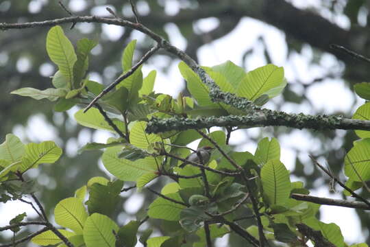 Image of Rufous-crowned Eremomela