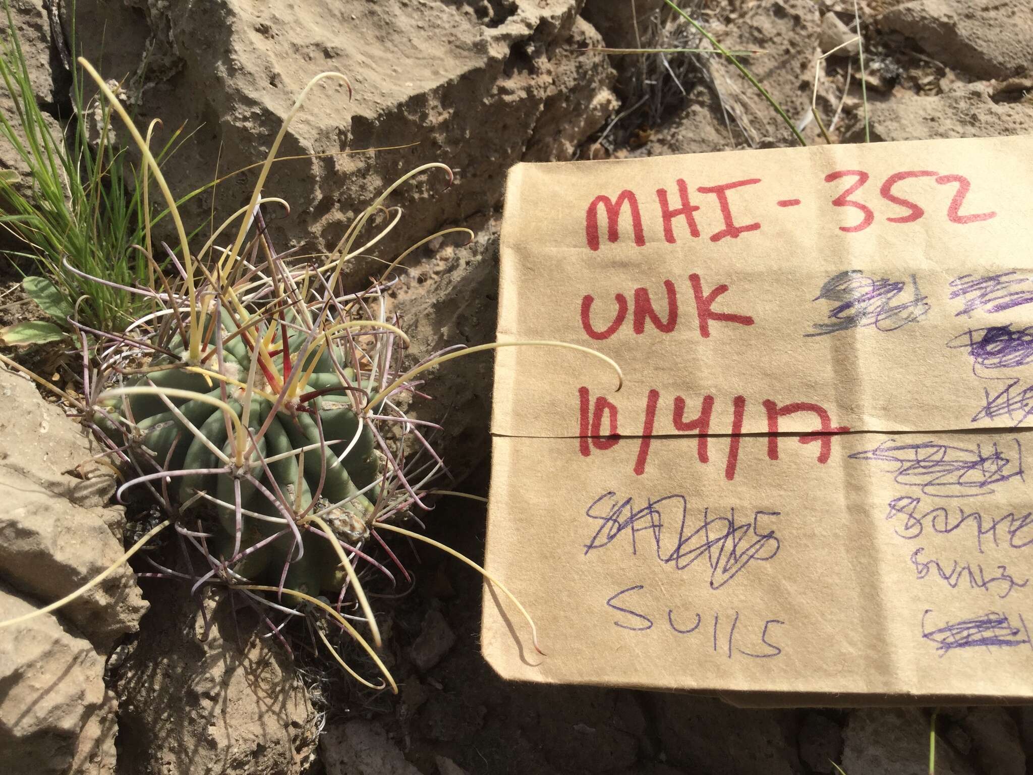 Image of Chihuahuan fishhook cactus