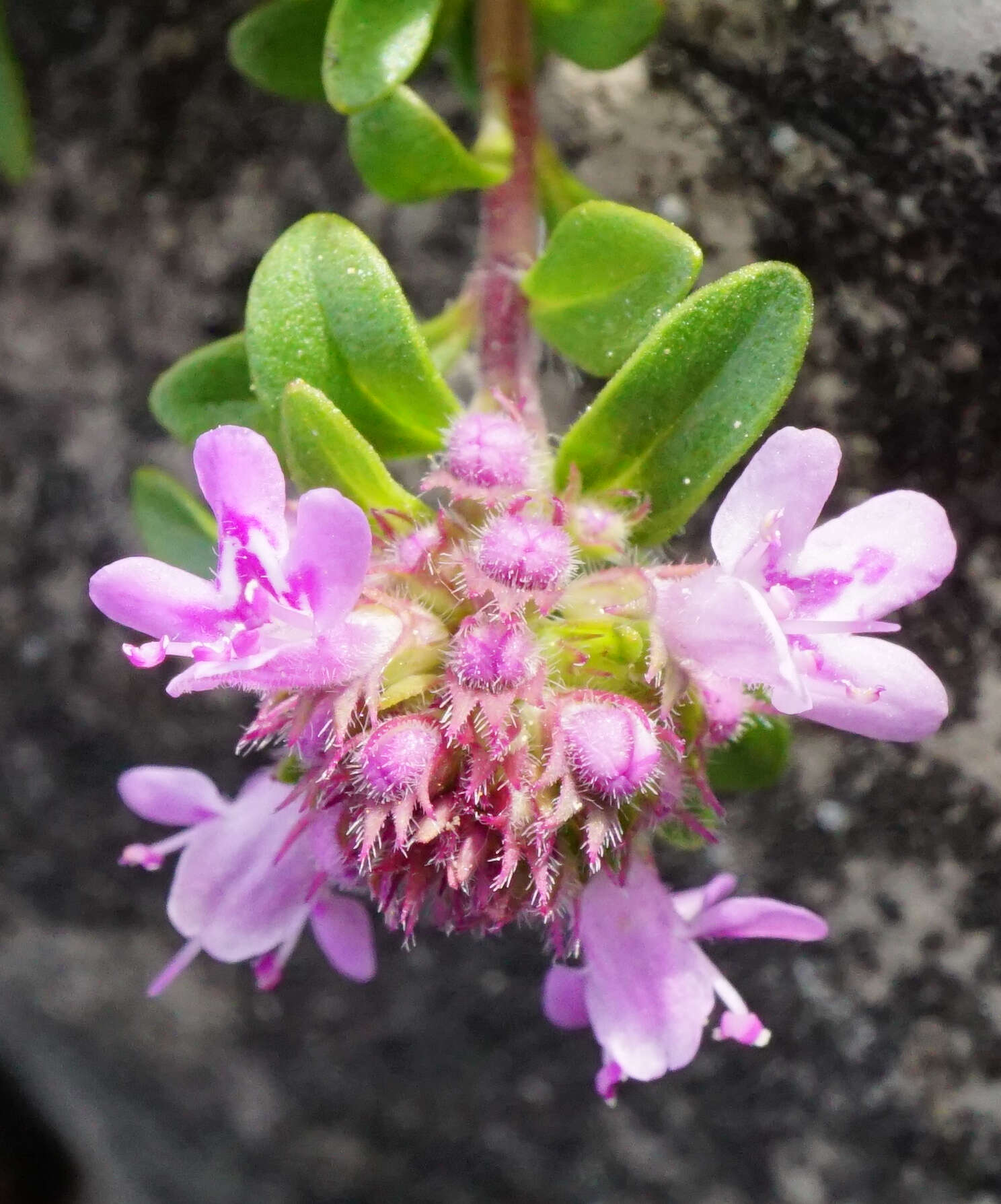 Image of Thymus odoratissimus Mill.