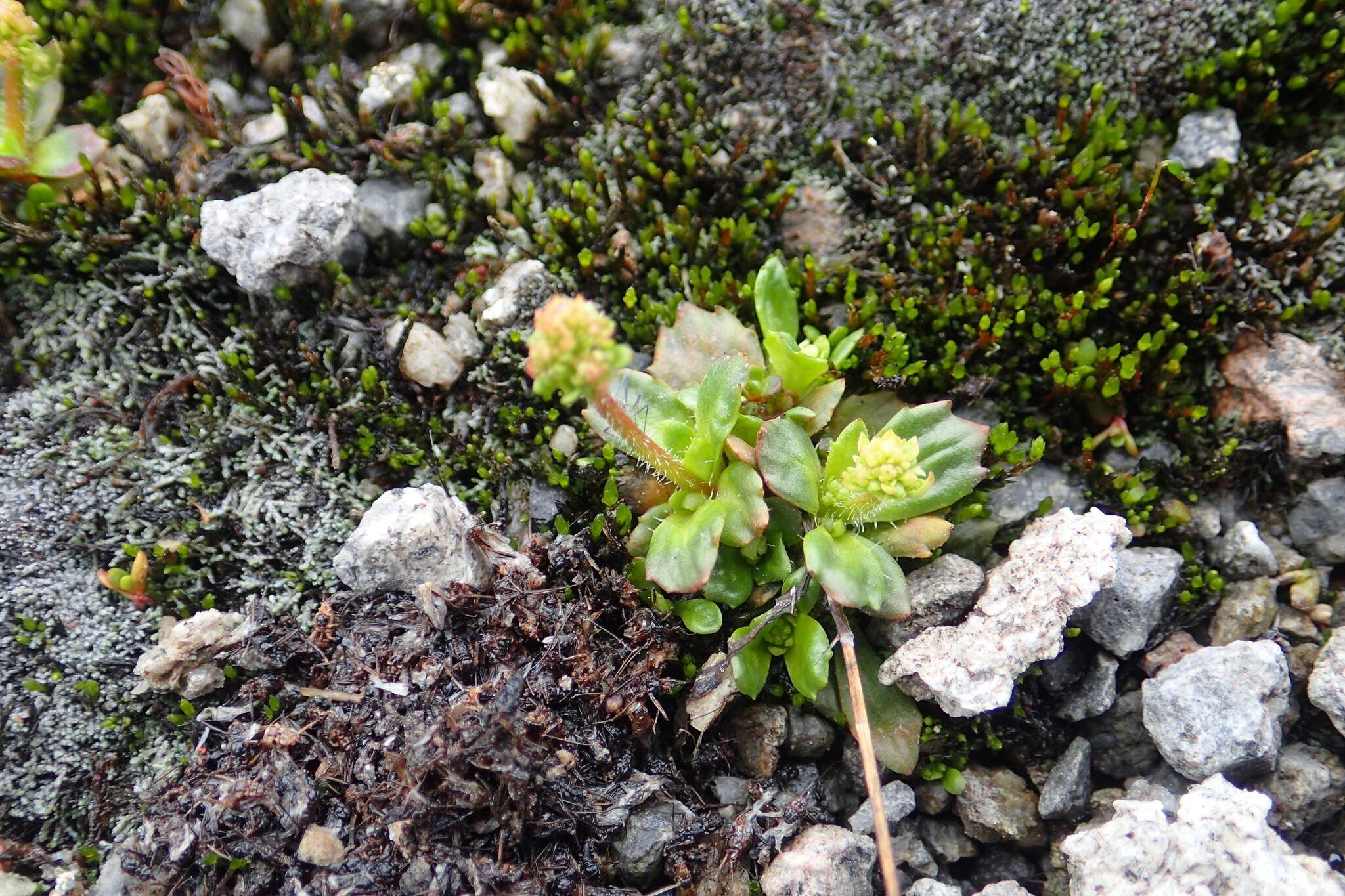 Micranthes foliolosa (R. Br.) Gornall resmi