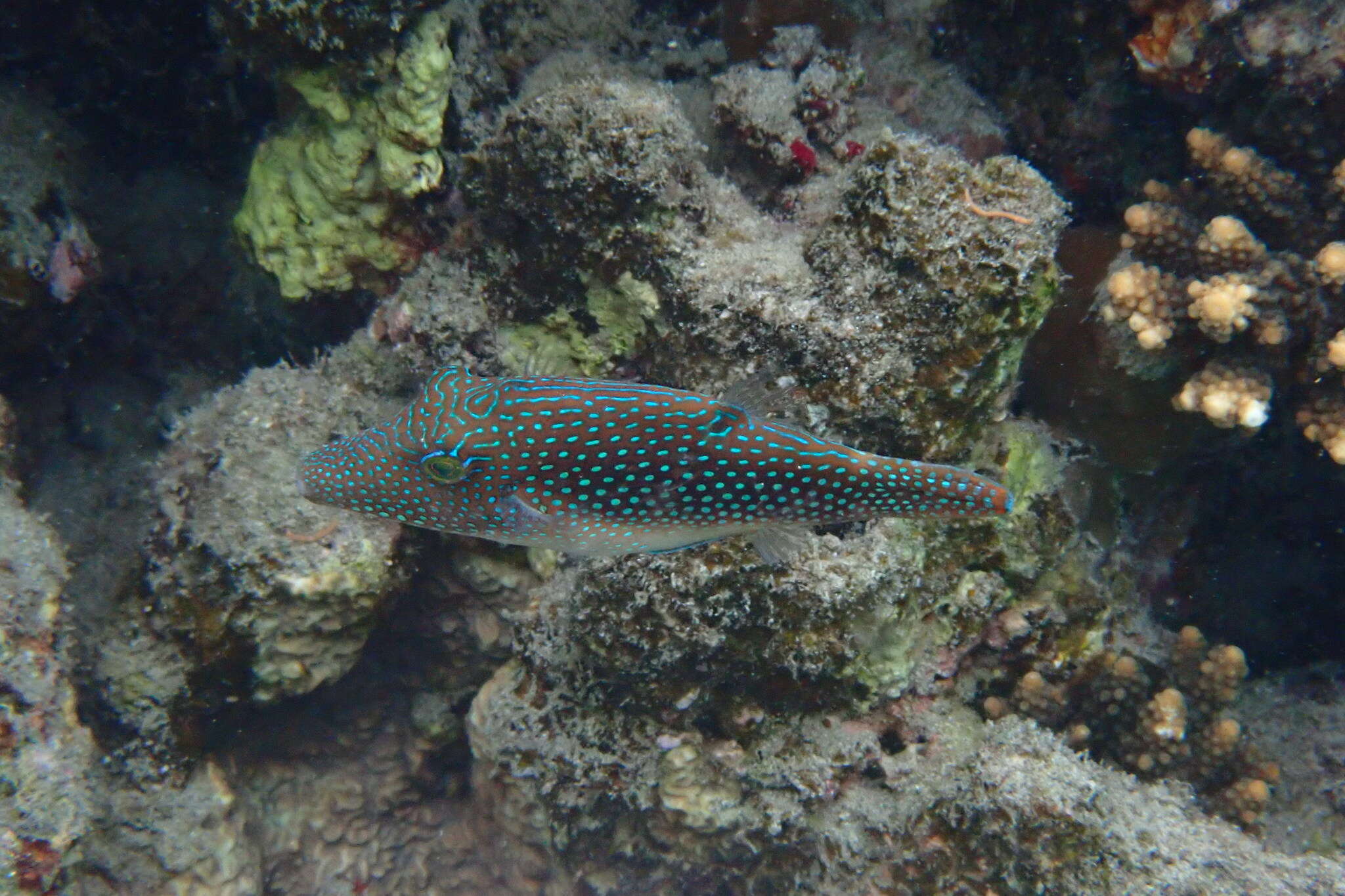 Canthigaster margaritata (Rüppell 1829) resmi