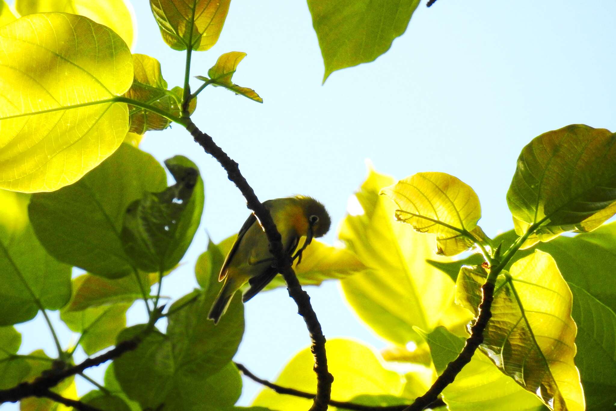 Image of Lowland White-eye