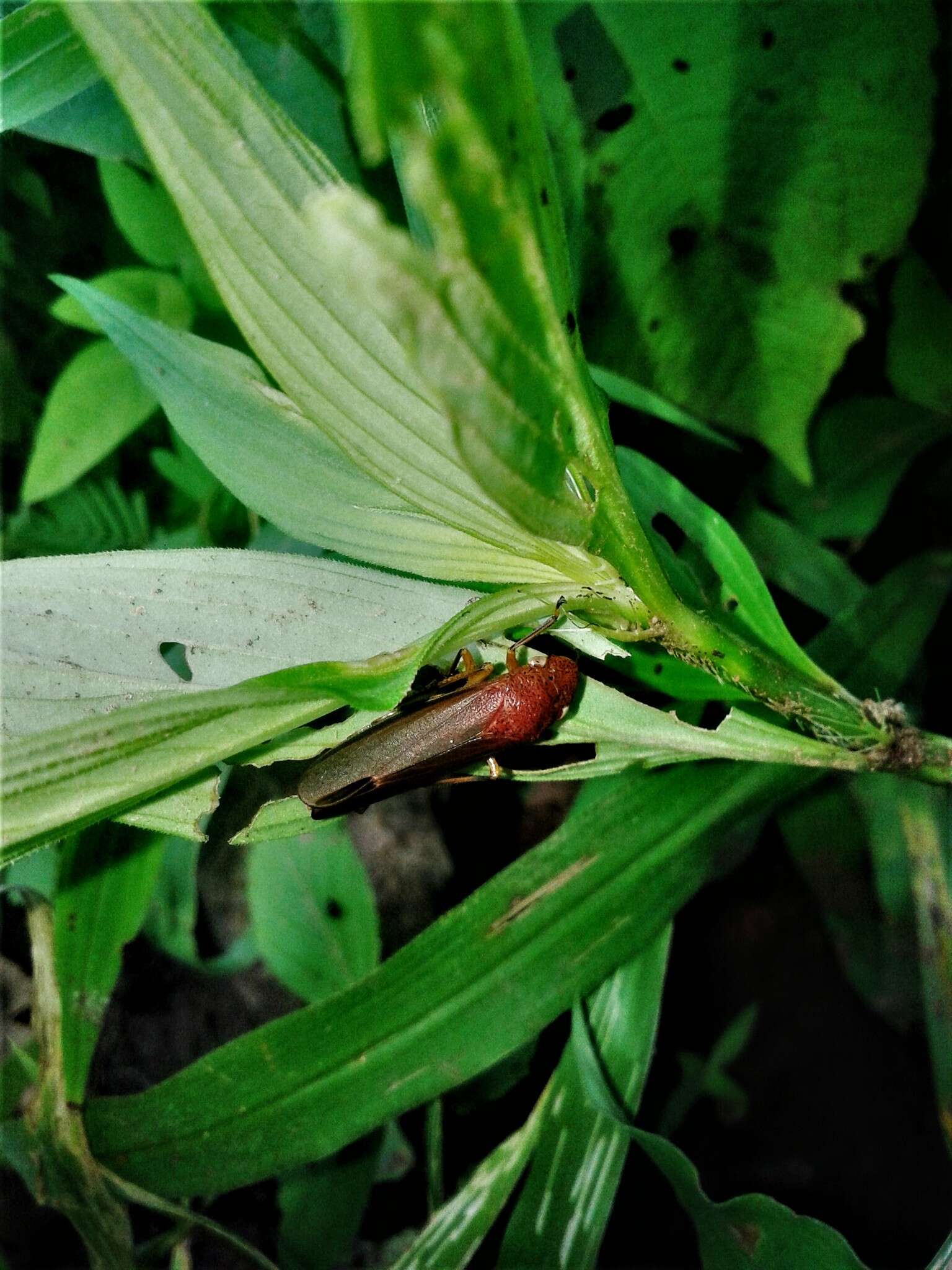 Image of Cyrtodisca major (Signoret 1854)