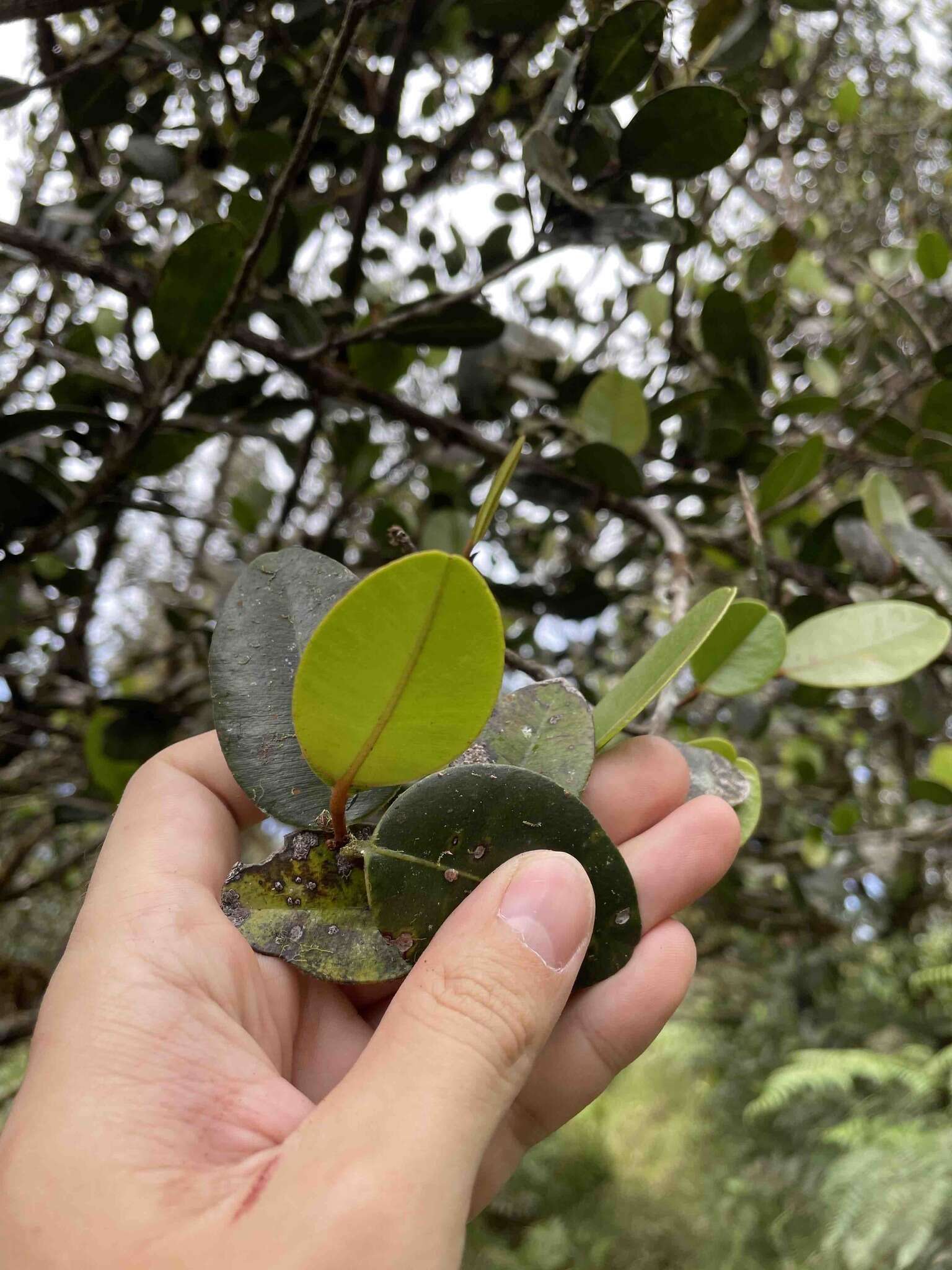 Micropholis garciniifolia Pierre resmi