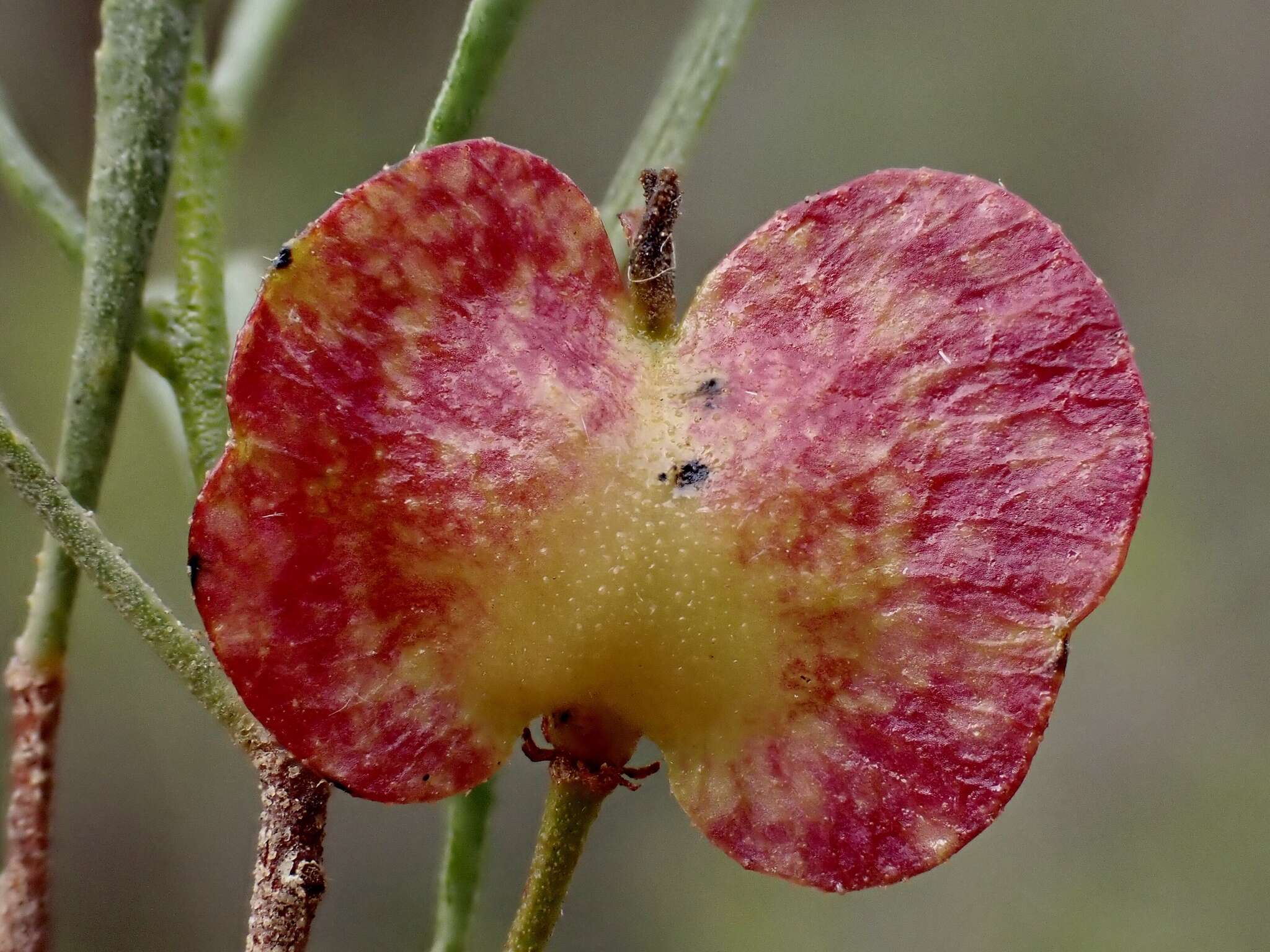 Image of narrow-leaf hopbush