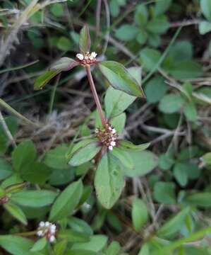 Image of Florida false buttonweed