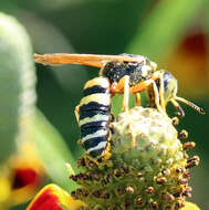 Philanthus ventilabris Fabricius 1798的圖片