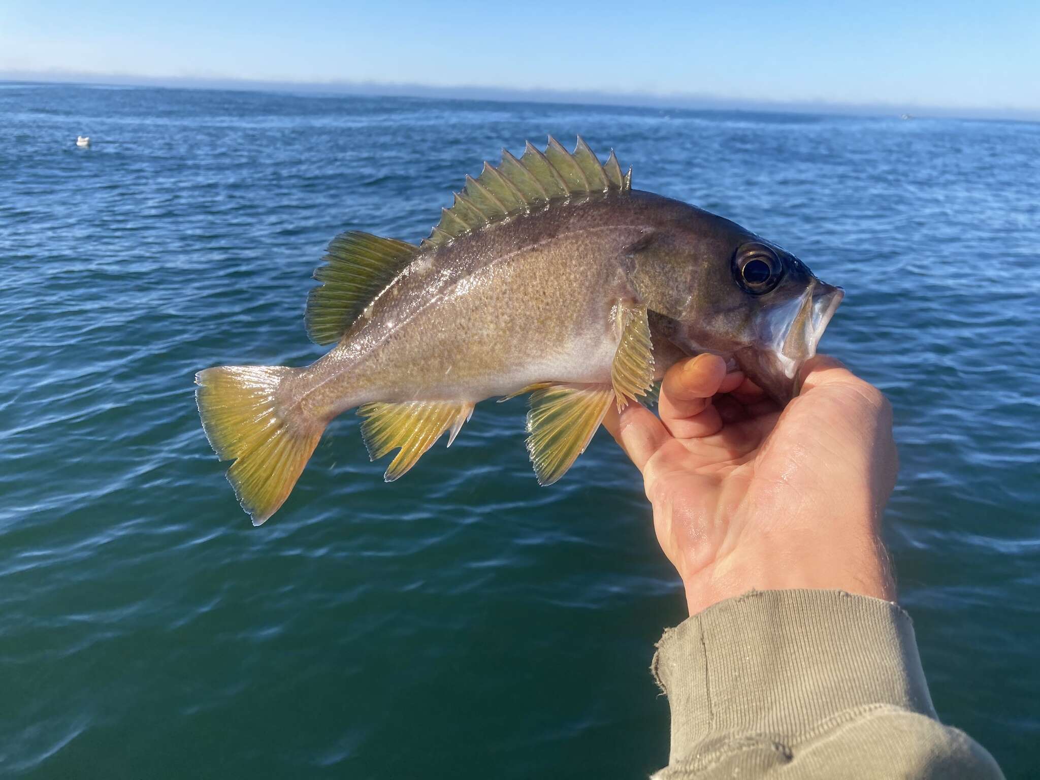 Image of Yellowtail rockfish