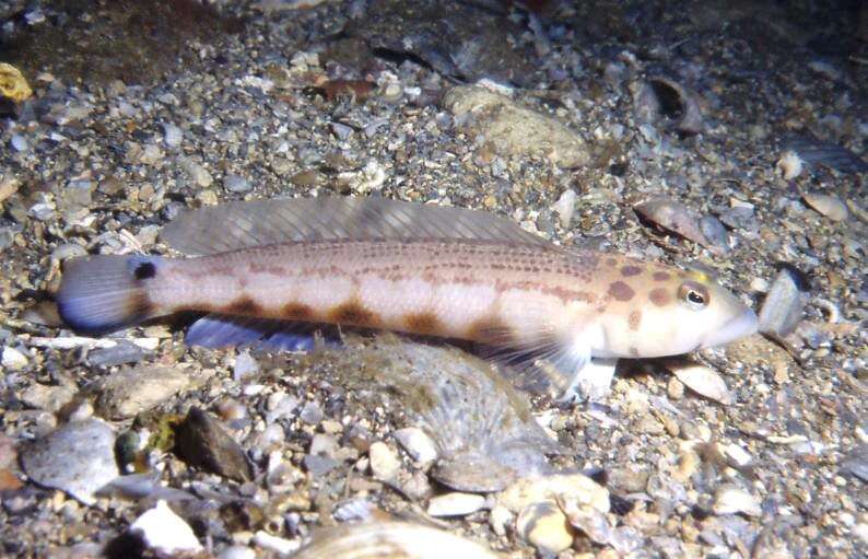 Image of Ramsay&#39;s grubfish