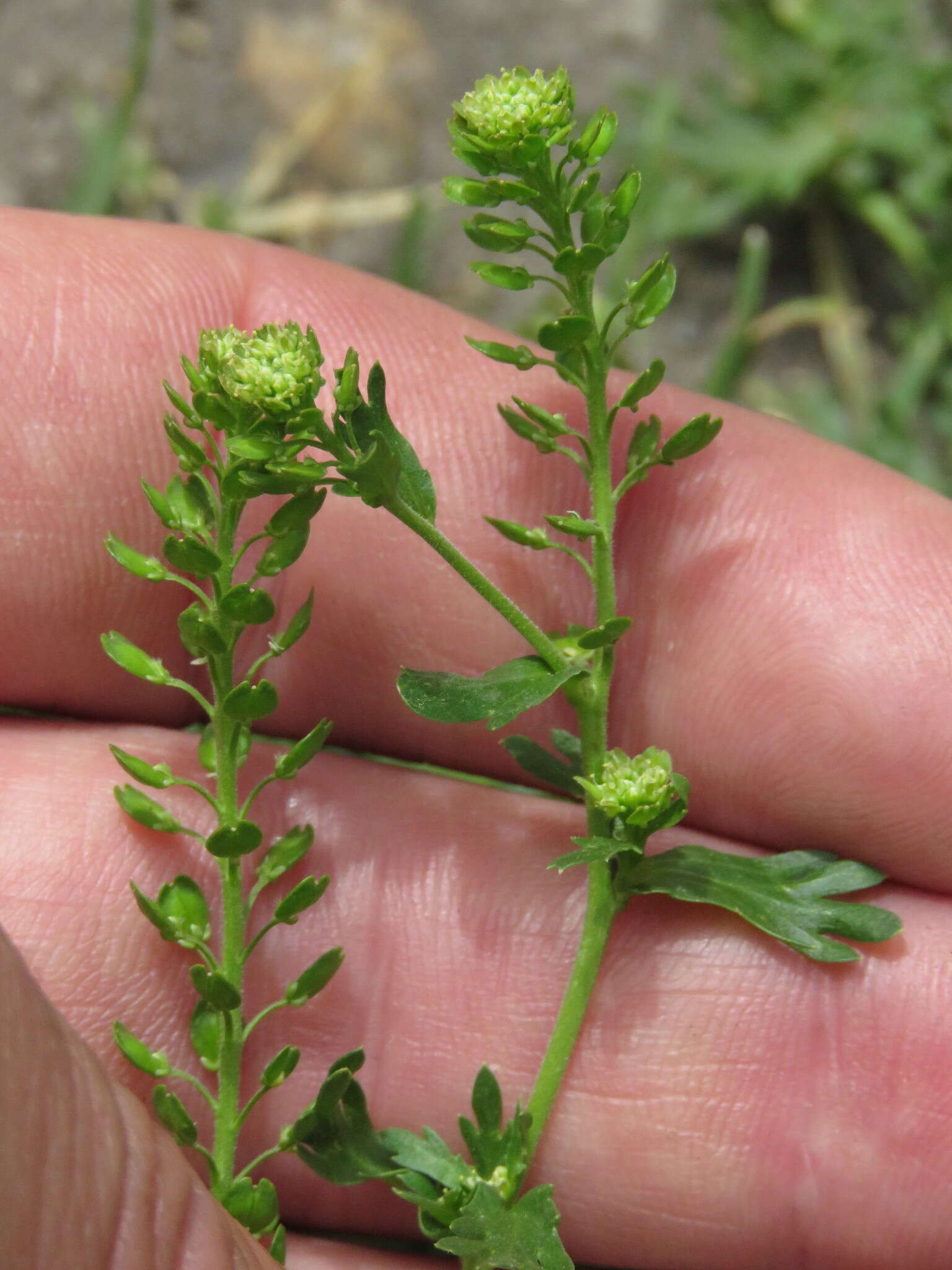 Image of Lepidium bipinnatifidum Desv.