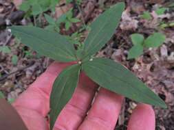 Imagem de Galium lanceolatum (Torr. & A. Gray) Torr.