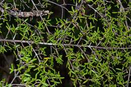 Image of Coprosma microcarpa Hook. fil.