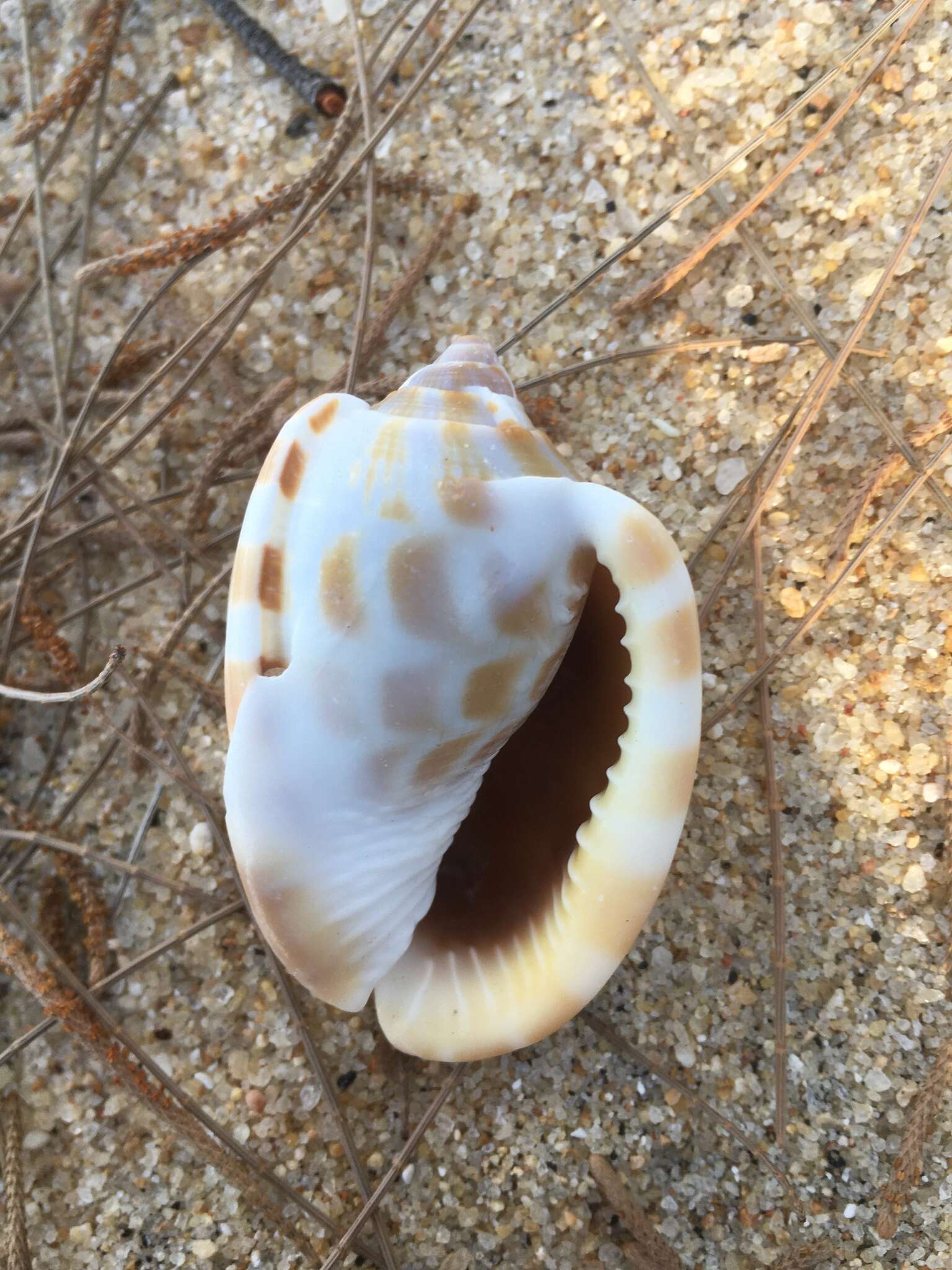 Image of checkered bonnet