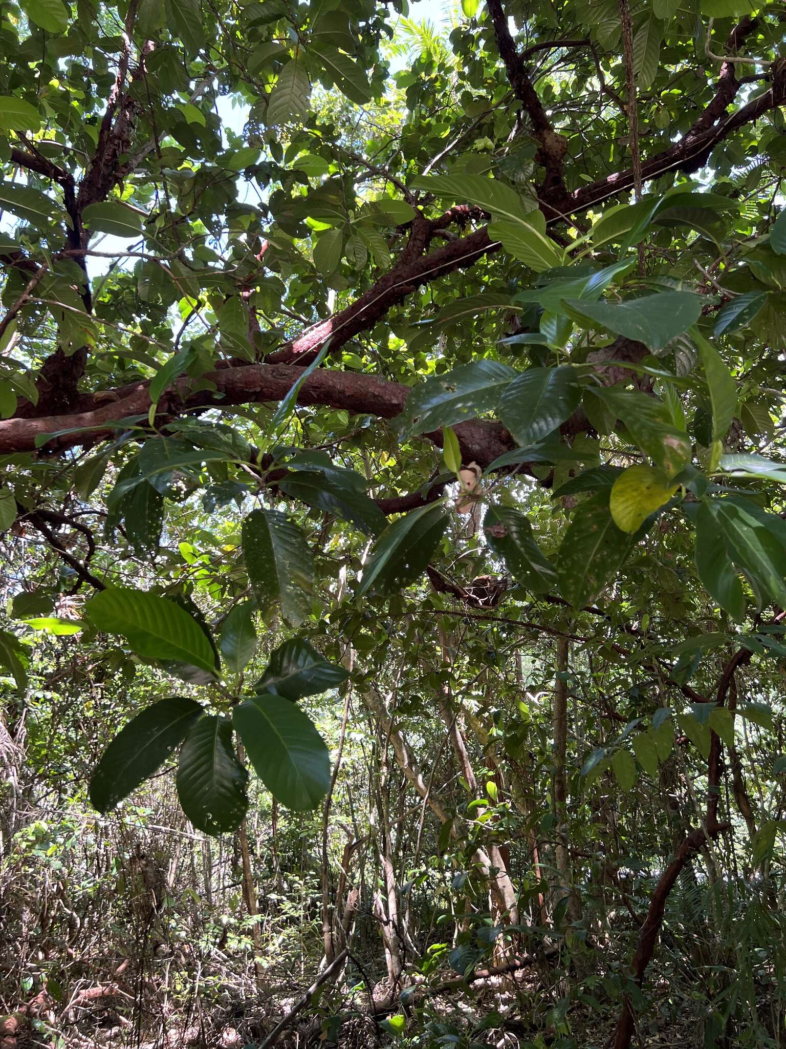 Plancia ëd Dillenia alata (R. Br. ex DC.) Martelli