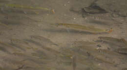 Image of Pike characin