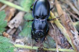 Image de Pasimachus (Pasimachus) elongatus Le Conte 1846