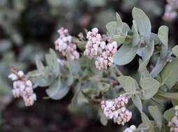 Image of Gabilan Mountains manzanita