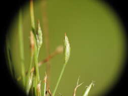 Image of Fimbristylis acicularis R. Br.