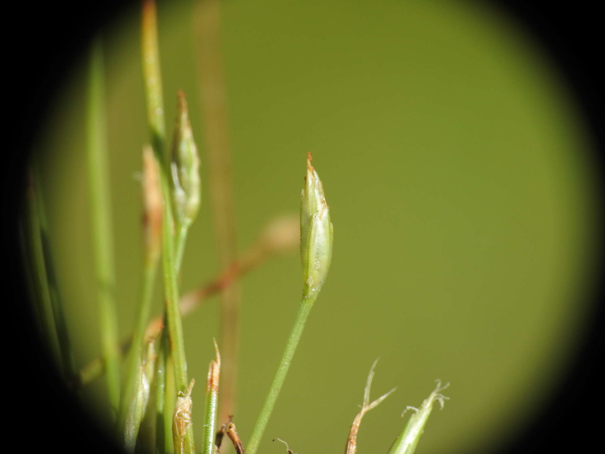 Image of Fimbristylis acicularis R. Br.