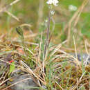 Image de Draba norvegica Gunnerus