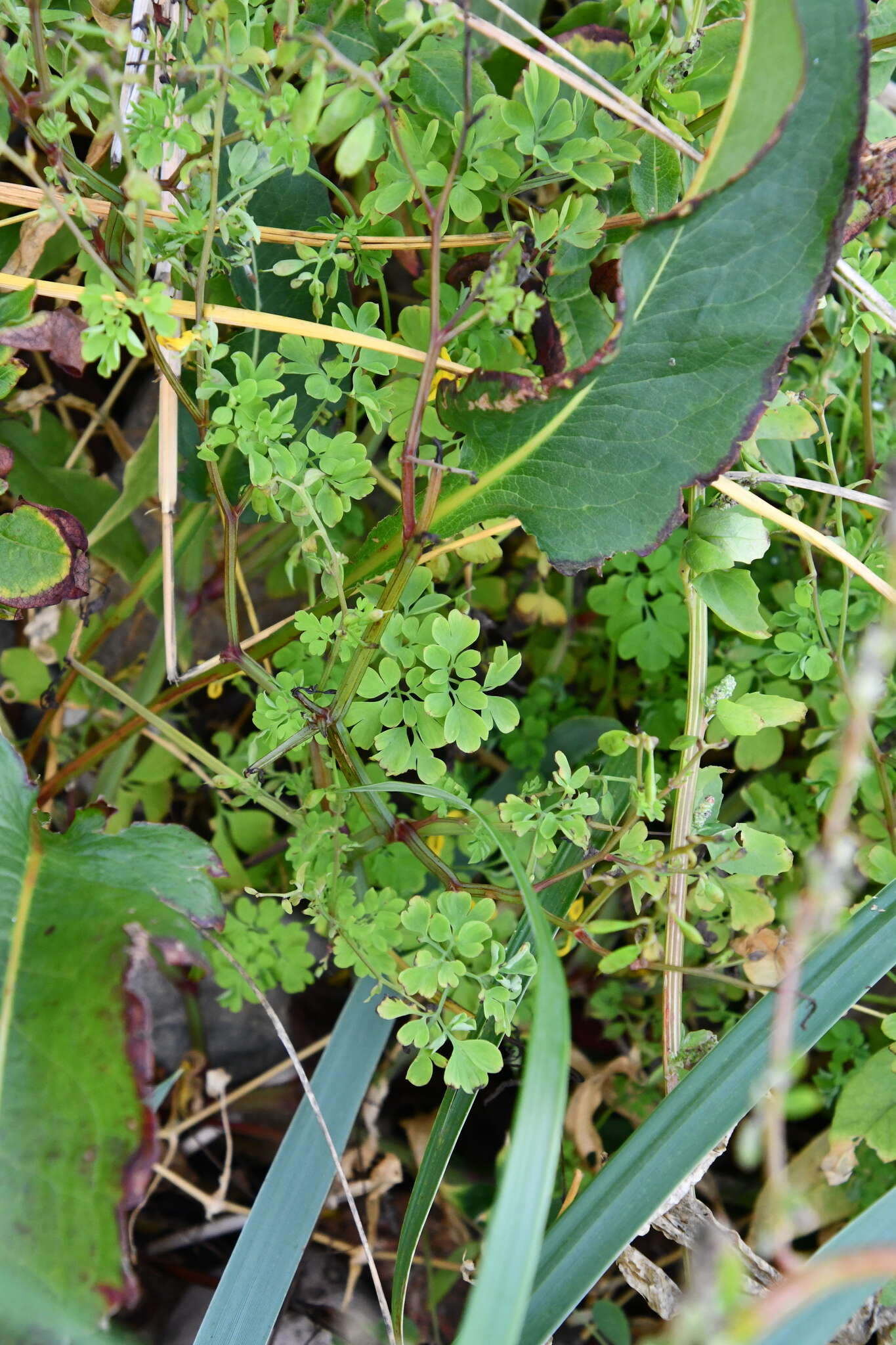 Image of Corydalis ochotensis Turcz.