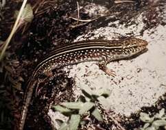 Image of Ornate Girdled Lizard