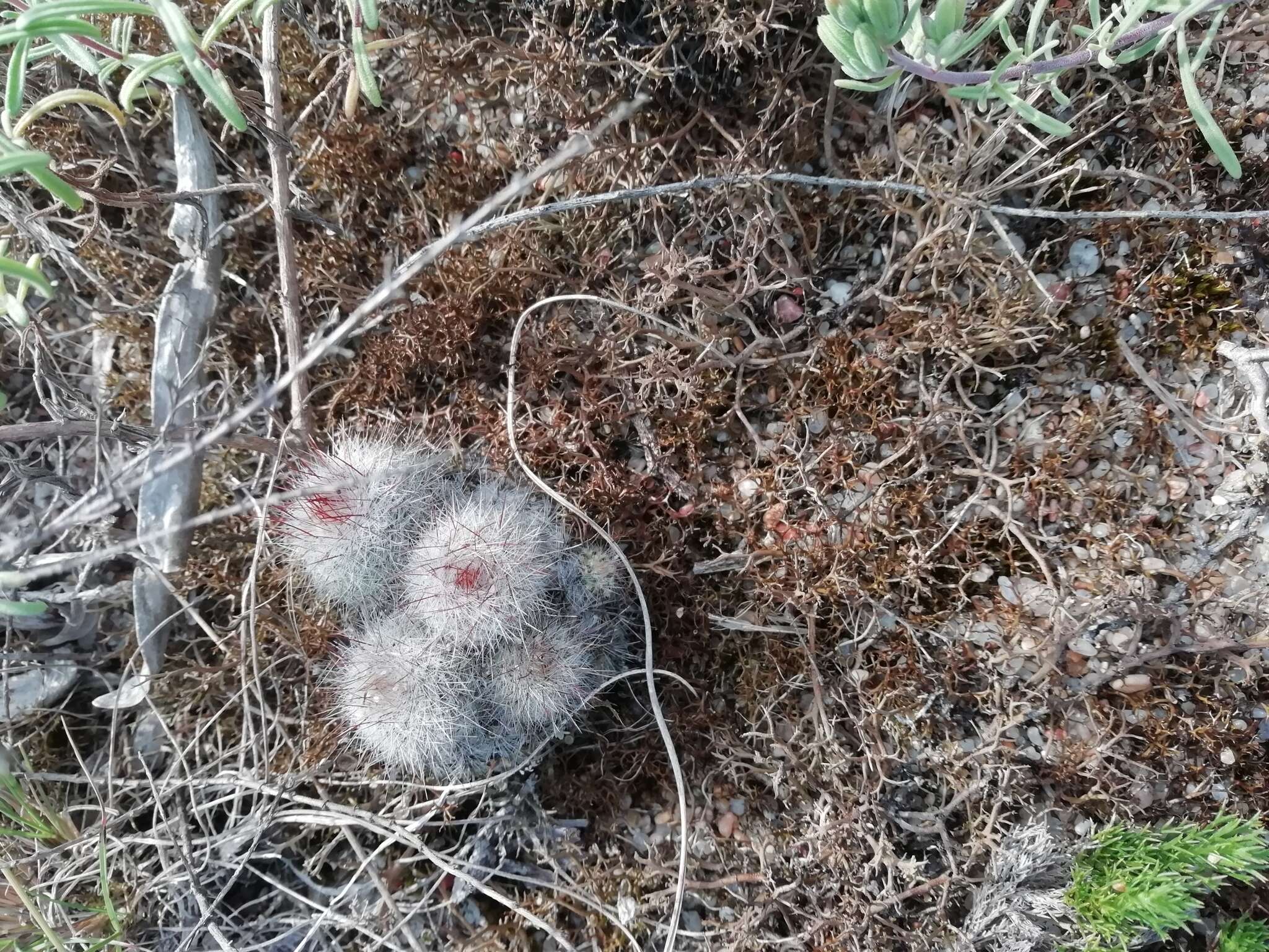 Parodia scopa (Spreng.) N. P. Taylor resmi