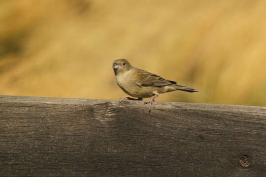 Image of Patagonian Yellow Finch