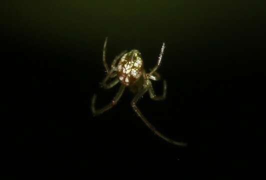 Image of Tetragnatha pilosa Gillespie 1992