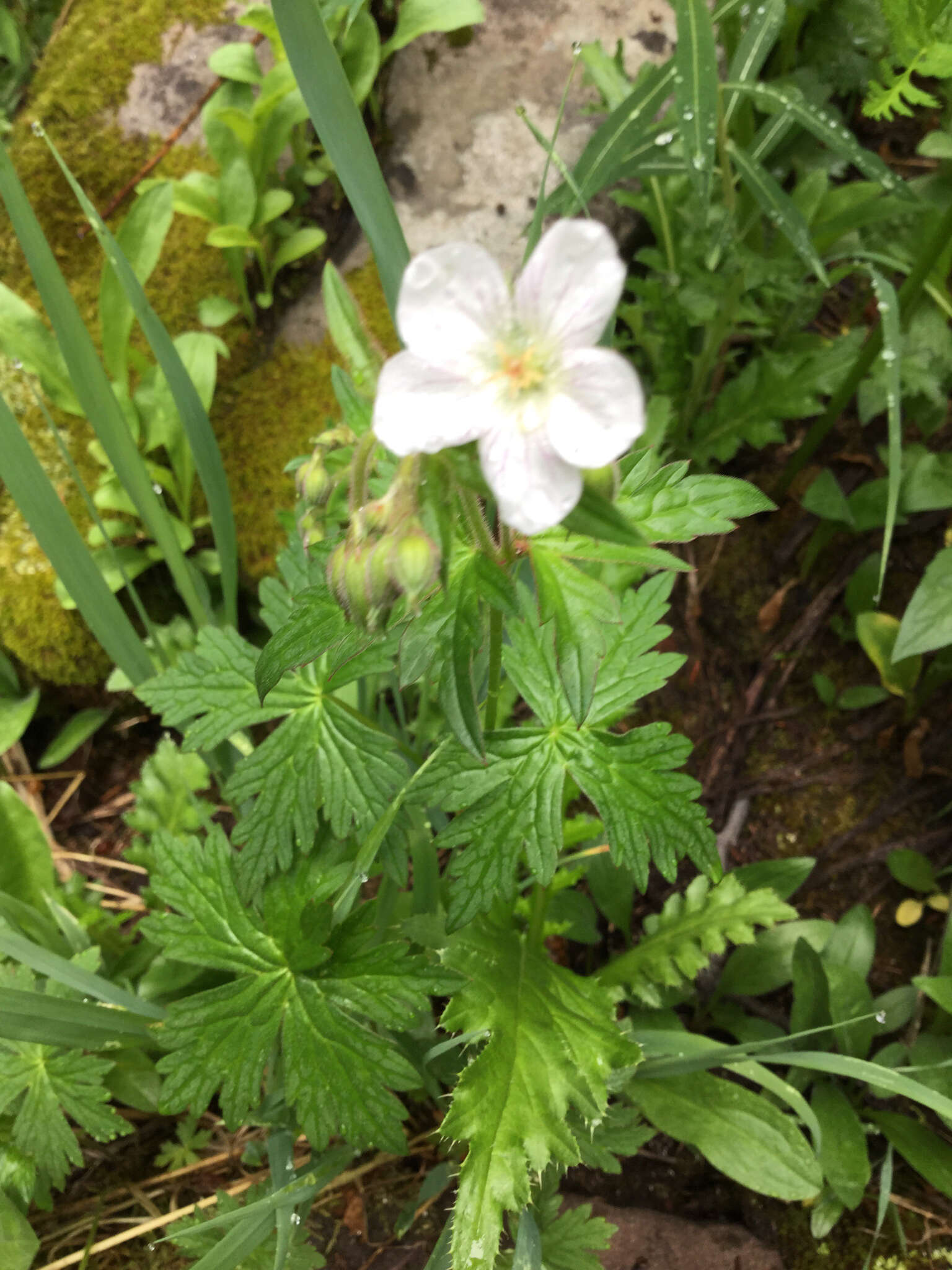 Image of Richardson's geranium