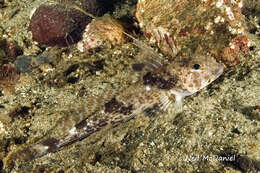 Image of Lesser filamented sculpin