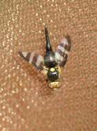 Image of Four-barred Knapweed Gall Fly