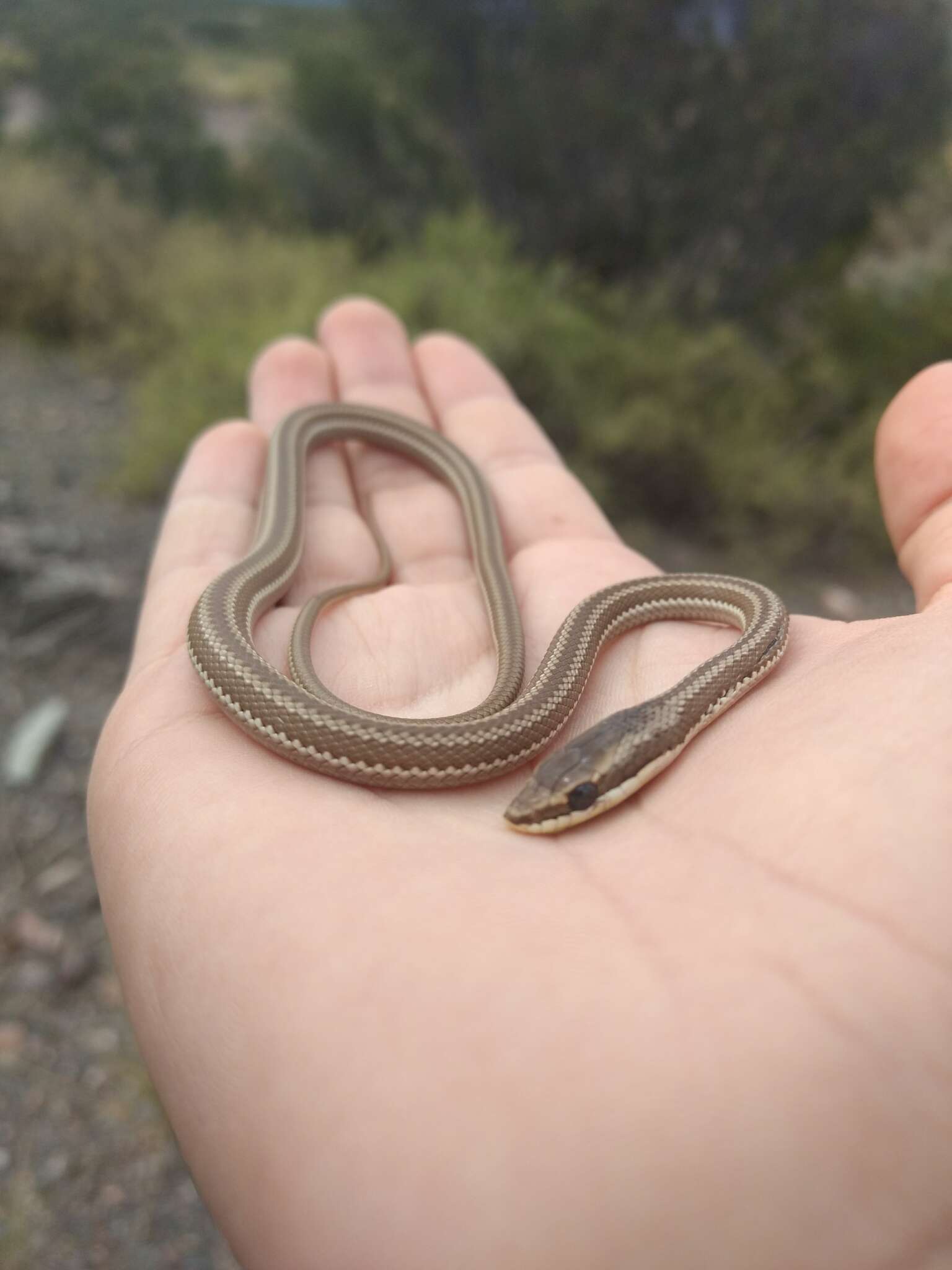 Philodryas trilineata (Burmeister 1861) resmi