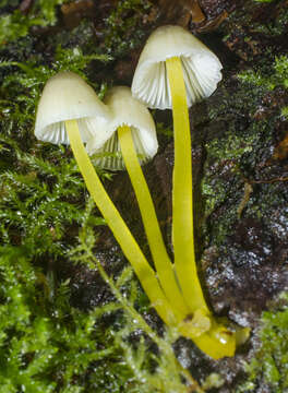 Image of Mycena epipterygia (Scop.) Gray 1821