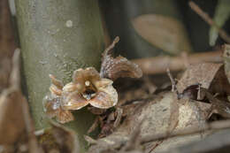 Image of Gastrodia pubilabiata Y. Sawa