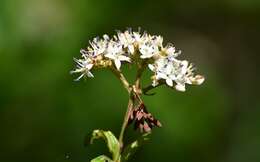 Слика од Cornus excelsa Kunth