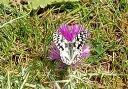 Image of Melanargia lucasi Rambur 1858