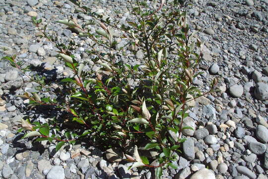 Image of Yunnan poplar