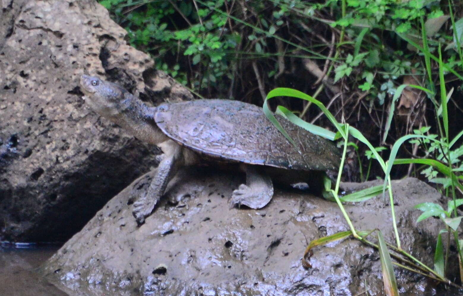 Image of Australian Saw Shelled Turtles