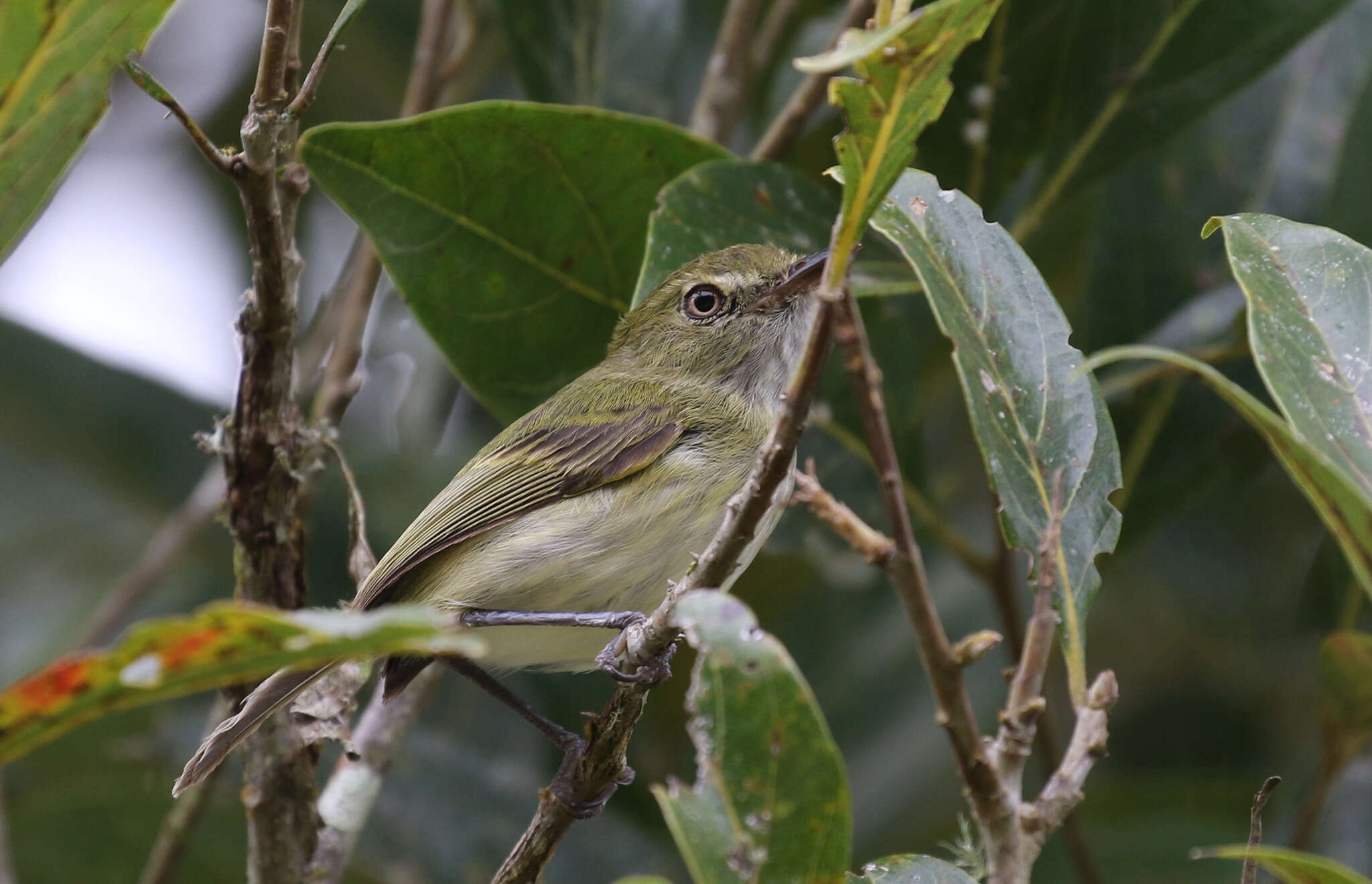 Imagem de Hemitriccus nidipendulus (Wied-Neuwied 1831)