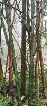 Image of wideleaf bamboo