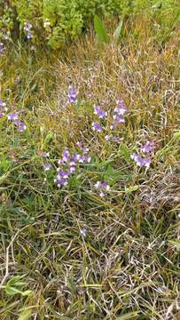 Imagem de Lathyrus magellanicus Lam.