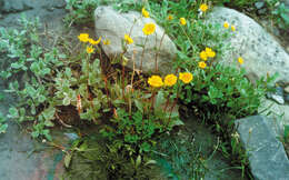 Image of reddish cinquefoil