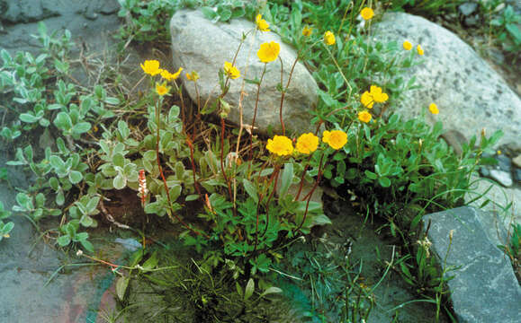 Image of reddish cinquefoil