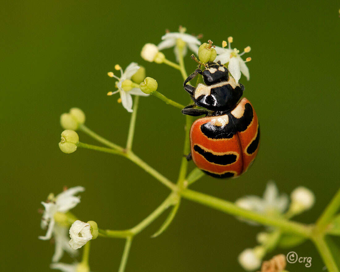 Image of Three-banded Lady Beetle