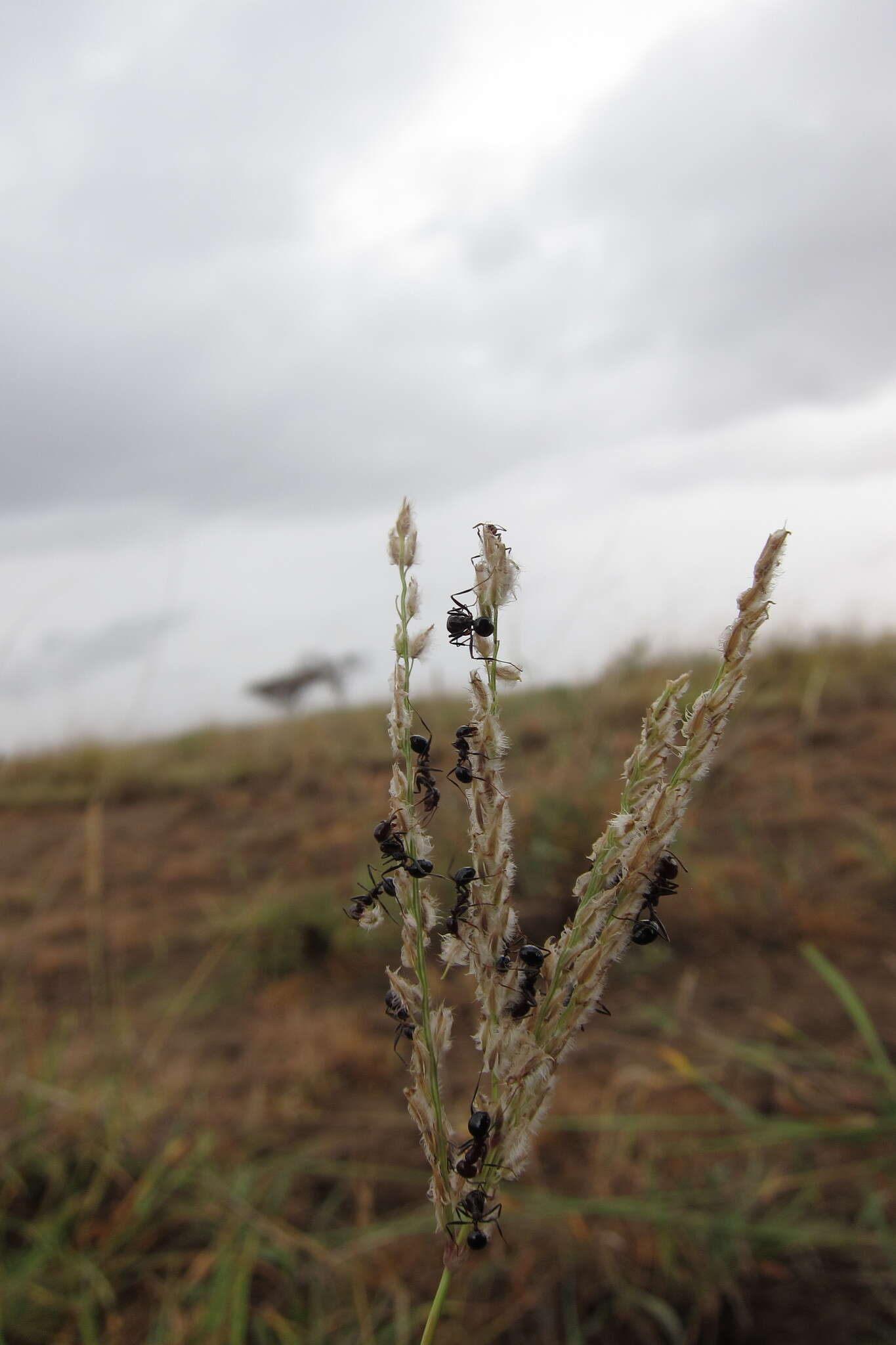 Image of Madagascar crabgrass