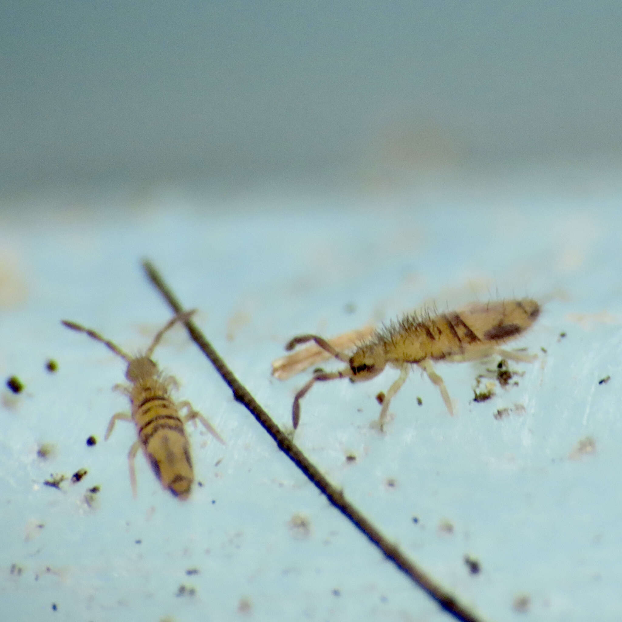 Image of Entomobrya washingtonia Mills & HB 1935