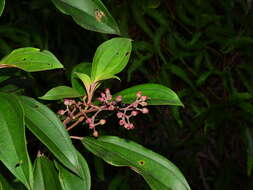 Imagem de Miconia mirabilis (Aubl.) L. O. Williams