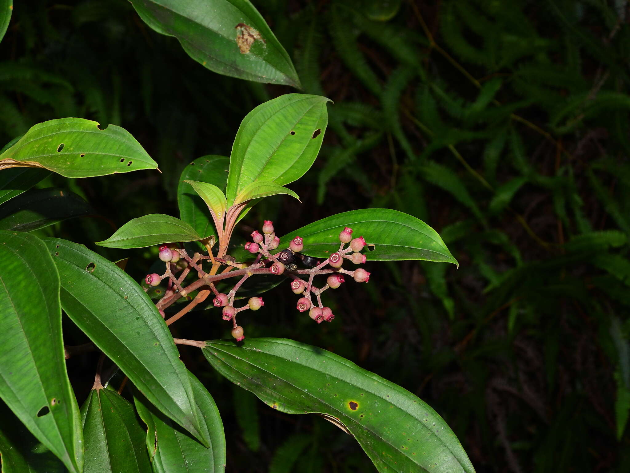 Imagem de Miconia mirabilis (Aubl.) L. O. Williams