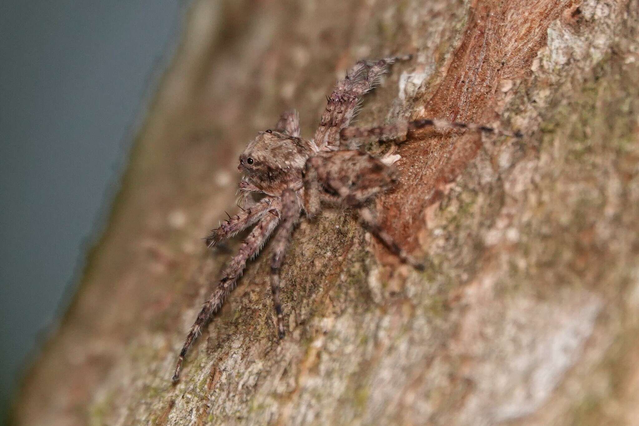 Imagem de Phaeacius malayensis Wanless 1981